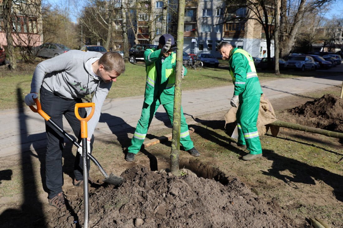 Šiemet Vilniuje bus pasodintas rekordinis skaičius medžių. S. Žiūros nuotr.