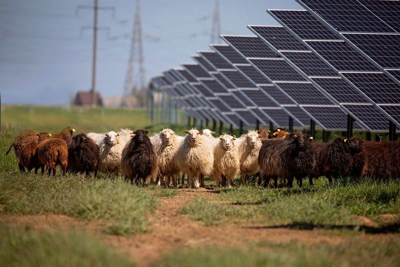 saulės grąža avys saulės elektrinės