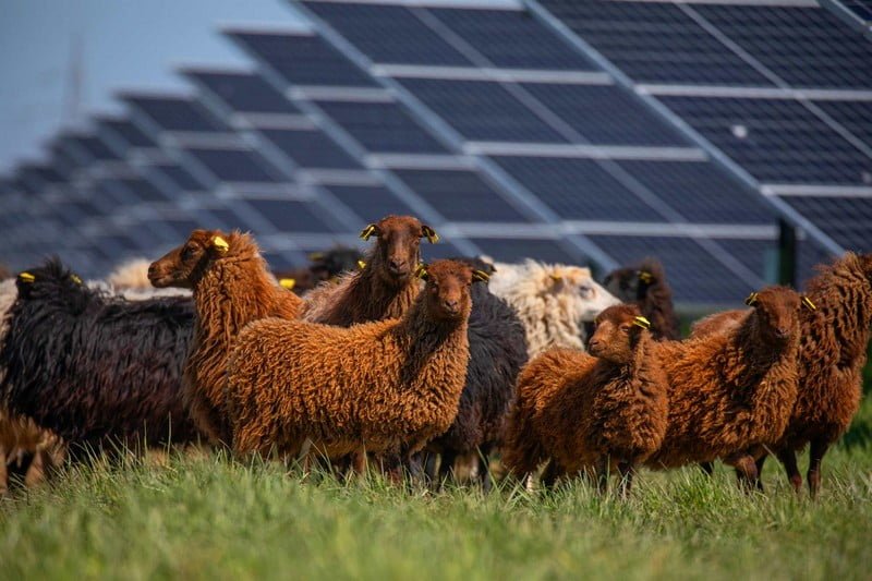saulės grąža avys saulės elektrinės