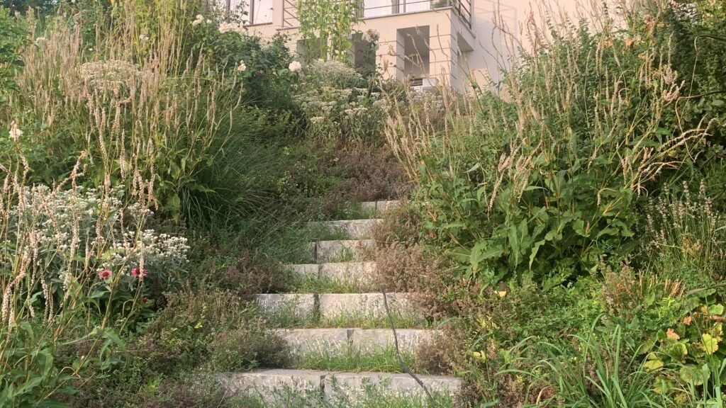 Zaliakalnio vilos sodas 2021