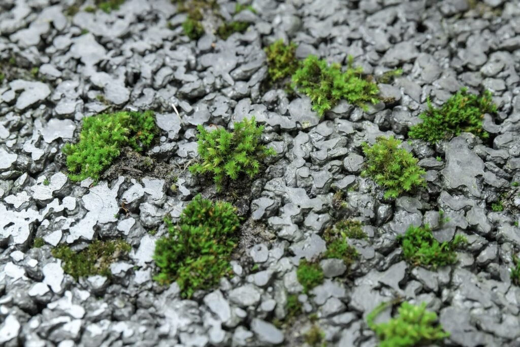 Ant LNDT stogo – VILNIUS TECH mokslininkų kurtas gyvastingas betonas 4 beton2