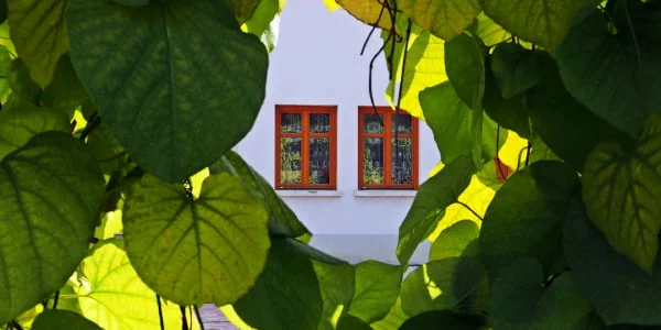 Kaimynų nesutarimo priežastis – netinkamai susodinti želdiniai 1 sodinimo atstumai